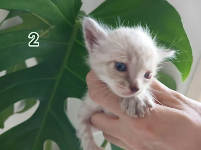 Gato raça SRD-ViraLata idade Abaixo de 2 meses nome Pingu 