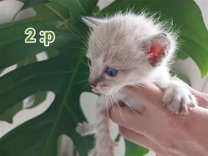 Gato raça SRD-ViraLata idade Abaixo de 2 meses nome Pingu 