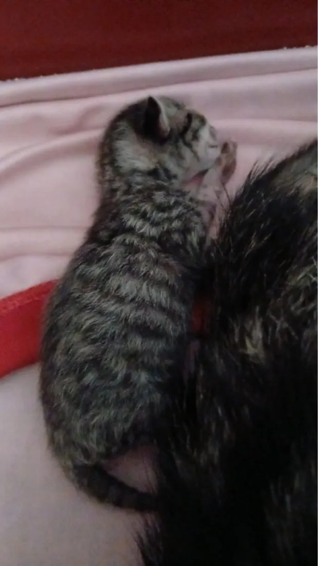 Gato raça SRD-ViraLata idade Abaixo de 2 meses nome Rajadinho 