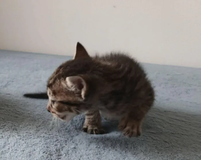 Gato raça SRD-ViraLata idade Abaixo de 2 meses nome Rajadinho 