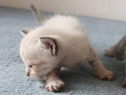 Gato raça SRD-ViraLata idade 2 a 6 meses nome Bibu