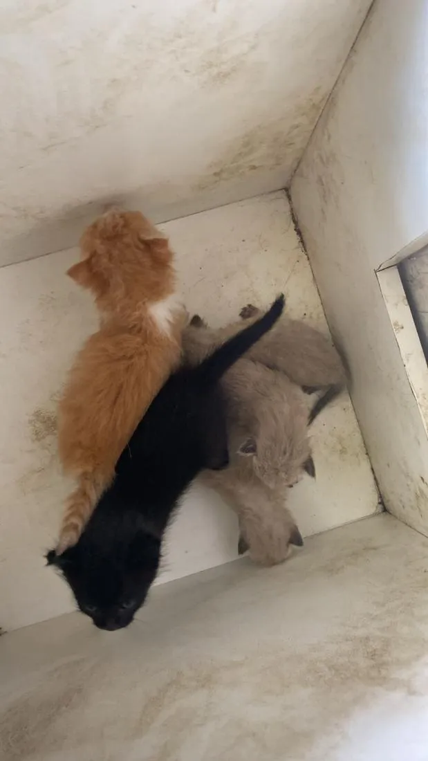 Gato raça SRD-ViraLata idade Abaixo de 2 meses nome sem nomes 