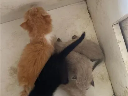 Gato raça SRD-ViraLata idade Abaixo de 2 meses nome sem nomes 