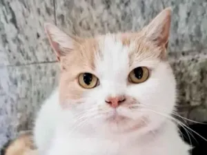 Gato raça SRD-ViraLata idade 6 ou mais anos nome Bela