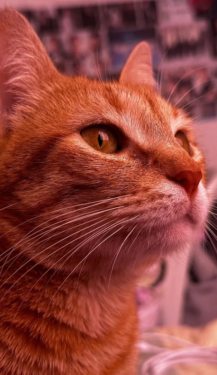 Gato raça SRD-ViraLata idade 3 anos nome Naty