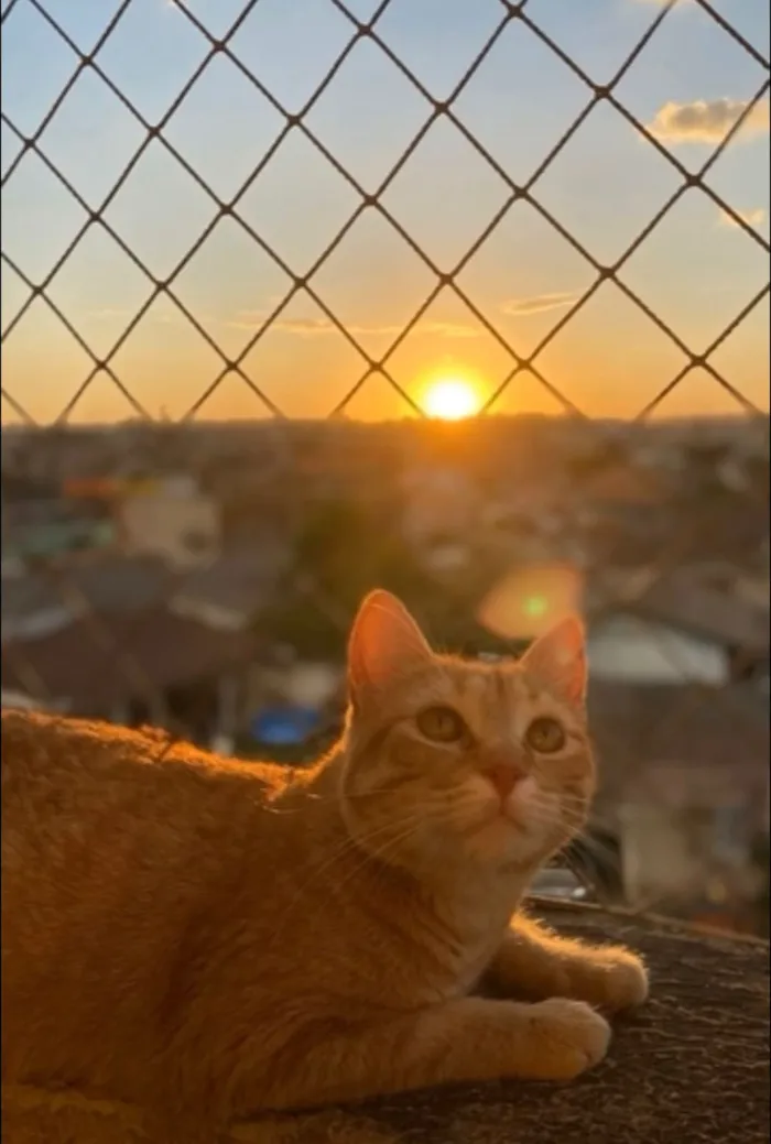 Gato raça SRD-ViraLata idade 3 anos nome Naty