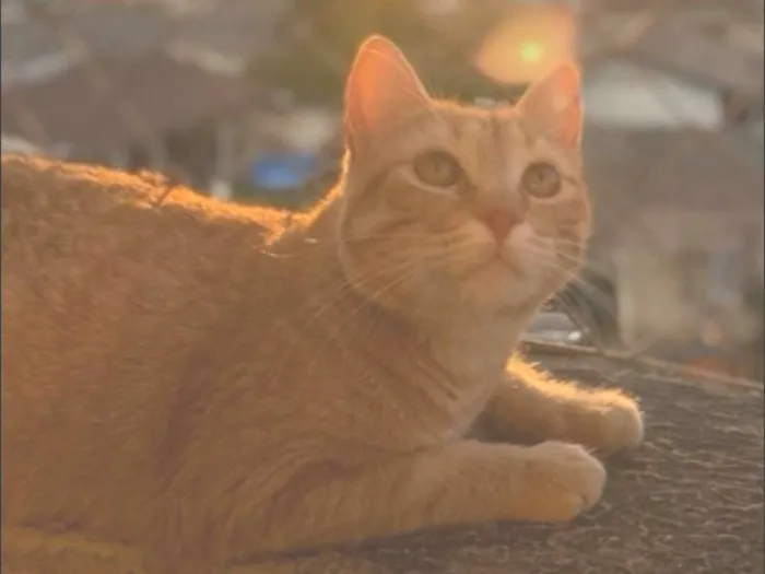 Gato raça SRD-ViraLata idade 3 anos nome Naty