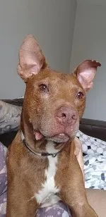 Cachorro raça Pit-Bull idade 6 ou mais anos nome Spike (provisório)