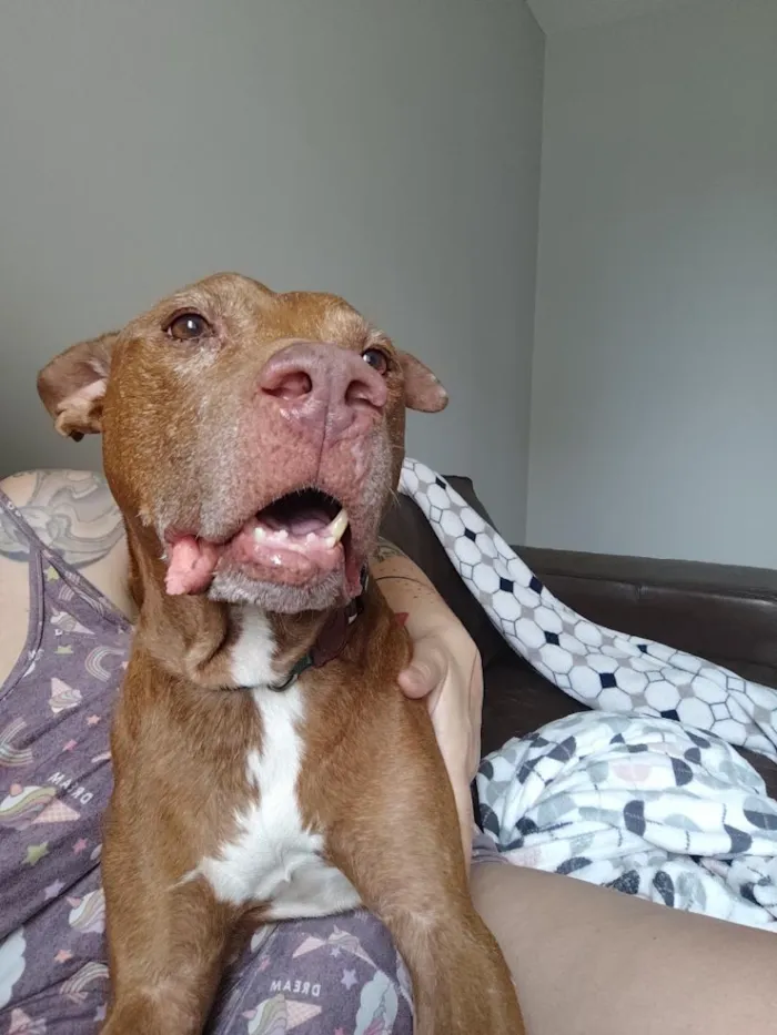 Cachorro raça Pit-Bull idade 6 ou mais anos nome Spike (provisório)