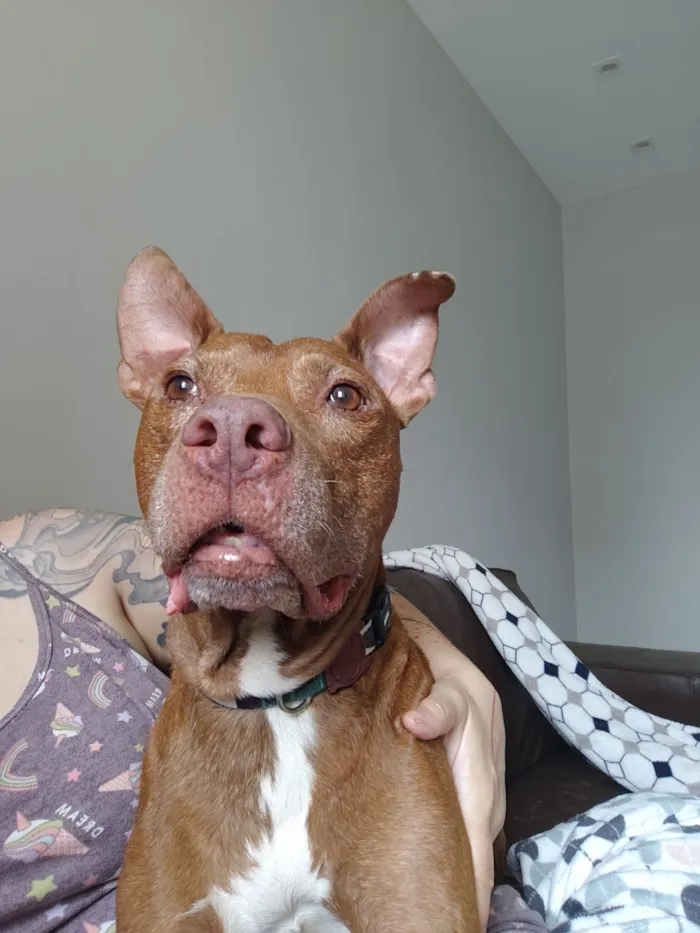 Cachorro raça Pit-Bull idade 6 ou mais anos nome Spike (provisório)