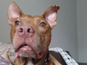 Cachorro raça Pit-Bull idade 6 ou mais anos nome Spike (provisório)