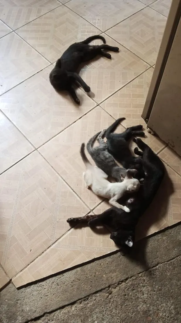 Gato raça SRD-ViraLata idade 2 a 6 meses nome Luna