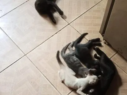 Gato raça SRD-ViraLata idade 2 a 6 meses nome Luna