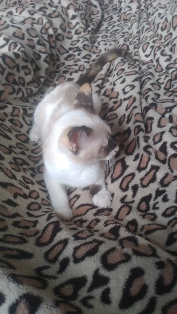 Gato raça SRD-ViraLata idade 2 a 6 meses nome branca de neve