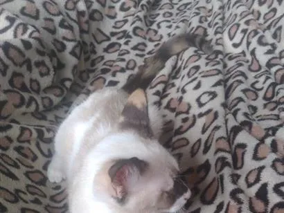 Gato raça SRD-ViraLata idade 2 a 6 meses nome branca de neve