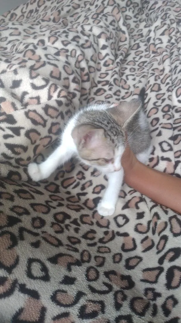 Gato raça SRD-ViraLata idade 2 a 6 meses nome felicio