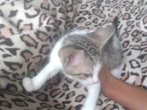 Gato raça SRD-ViraLata idade 2 a 6 meses nome felicio
