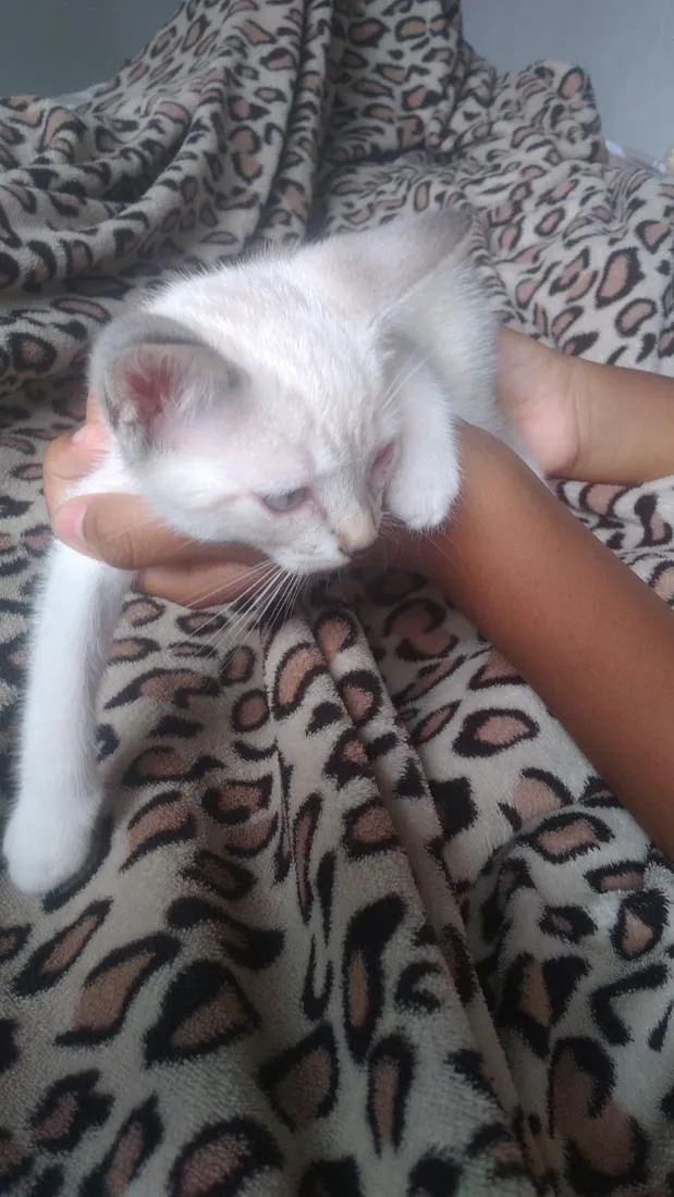 Gato raça SRD-ViraLata idade 2 a 6 meses nome lindinha 