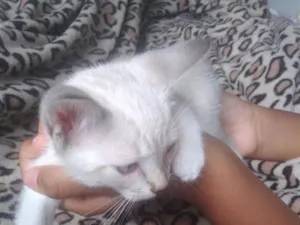 Gato raça SRD-ViraLata idade 2 a 6 meses nome lindinha 