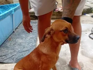 Cachorro raça SRD-ViraLata idade 7 a 11 meses nome docinho 