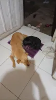 Mel e Pretinha 