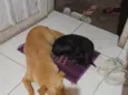 Mel e Pretinha 