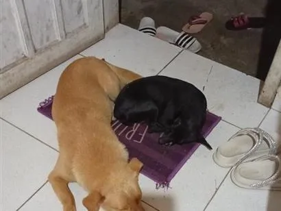Cachorro raça SRD-ViraLata idade 3 anos nome Mel e Pretinha 