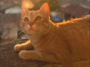 Gato raça SRD-ViraLata idade 3 anos nome Naty