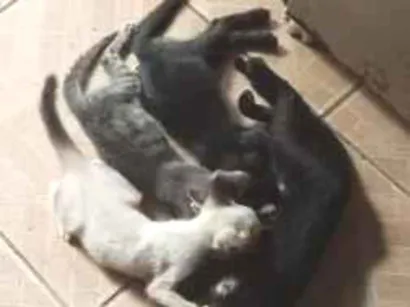 Gato raça SRD-ViraLata idade 2 a 6 meses nome Luna