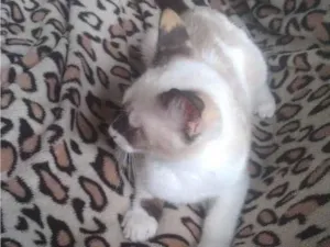 Gato raça SRD-ViraLata idade 2 a 6 meses nome branca de neve