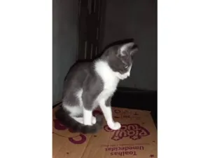 Gato raça SRD-ViraLata idade Abaixo de 2 meses nome gatinhos 