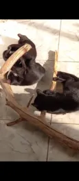 gatinhos 