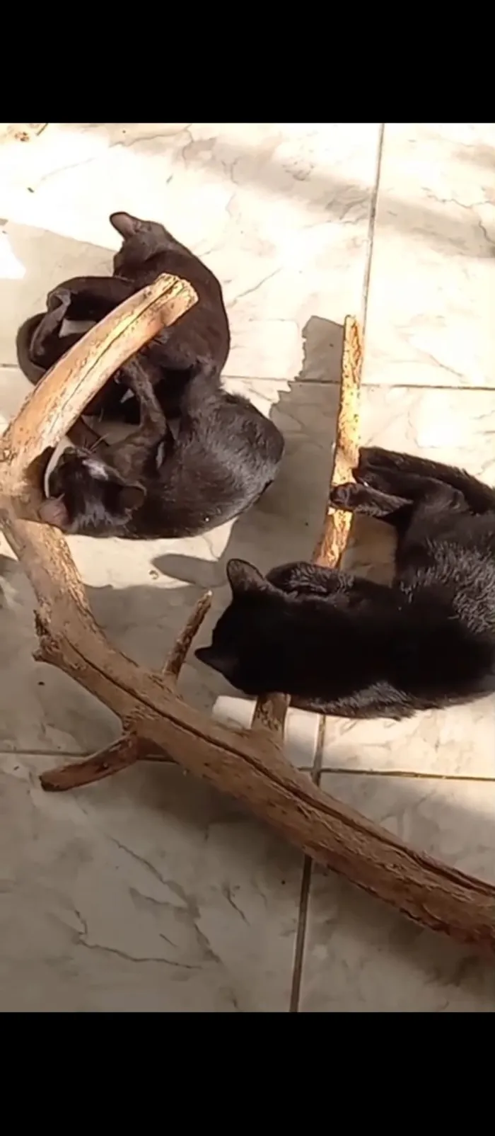 Gato raça SRD-ViraLata idade 2 a 6 meses nome gatinhos 