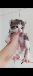 gatinhos 