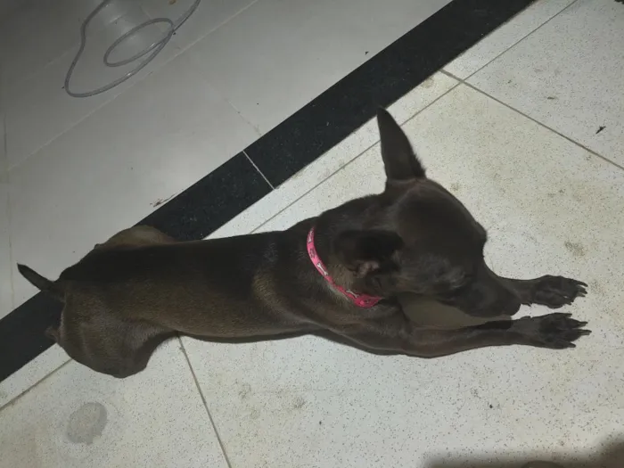 Cachorro raça SRD-ViraLata idade 2 anos nome Belinha