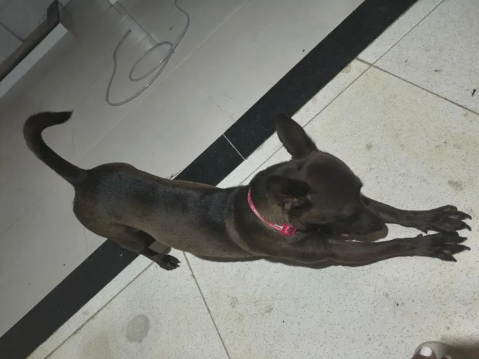 Cachorro raça SRD-ViraLata idade 2 anos nome Belinha