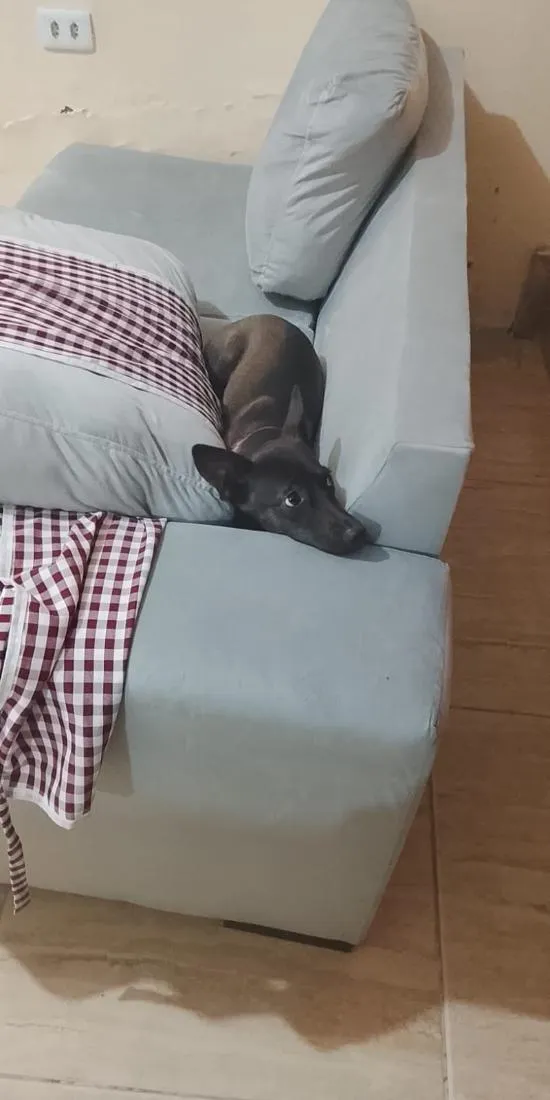 Cachorro raça SRD-ViraLata idade 2 anos nome Belinha