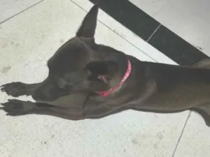 Cachorro raça SRD-ViraLata idade 2 anos nome Belinha