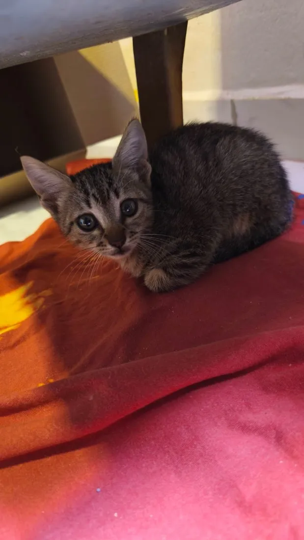 Gato raça SRD-ViraLata idade 2 a 6 meses nome Danone 