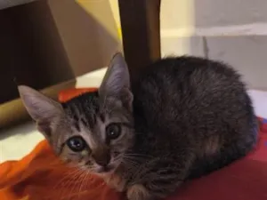 Gato raça SRD-ViraLata idade 2 a 6 meses nome Danone 