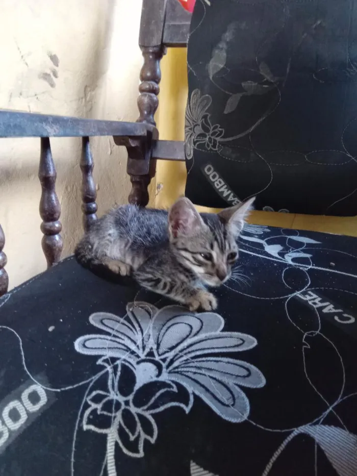 Gato raça SRD-ViraLata idade 2 a 6 meses nome dada