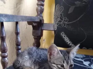 Gato raça SRD-ViraLata idade 2 a 6 meses nome dada