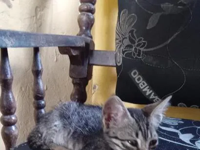 Gato raça SRD-ViraLata idade 2 a 6 meses nome dada