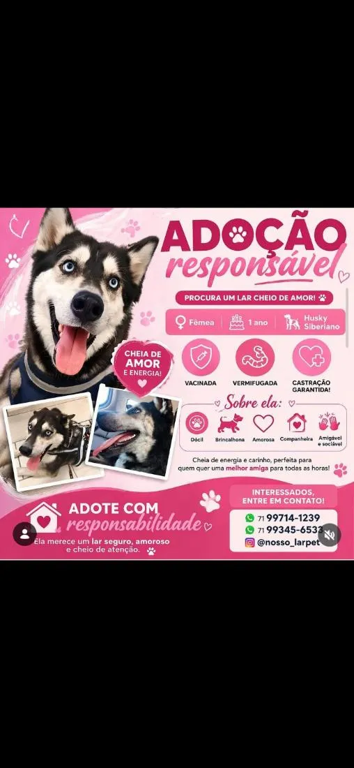 Cachorro raça Pastor Alemão idade 1 ano nome kyara