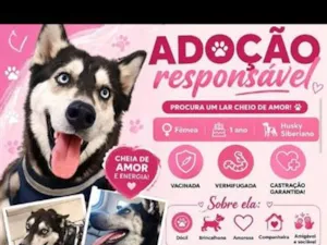 Cachorro raça Pastor Alemão idade 1 ano nome kyara