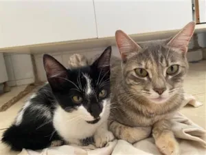 Gato raça SRD-ViraLata idade 7 a 11 meses nome Mel, mortandela 