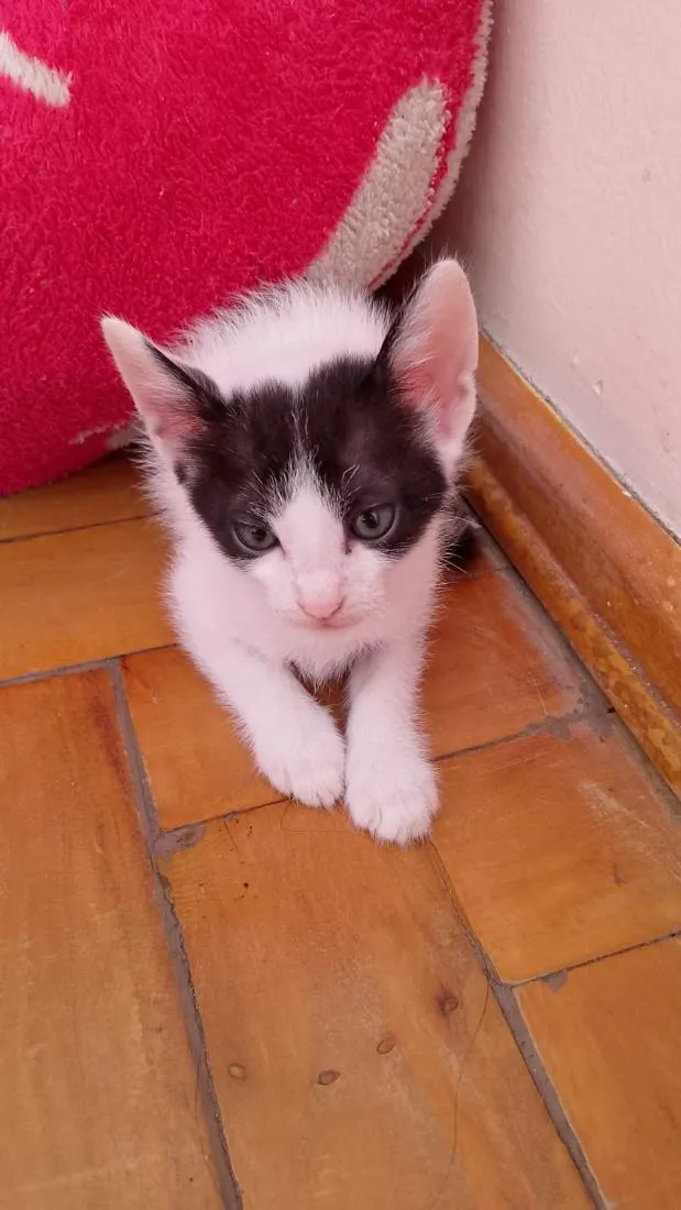 Gato raça SRD-ViraLata idade 2 a 6 meses nome sem nome ainda 