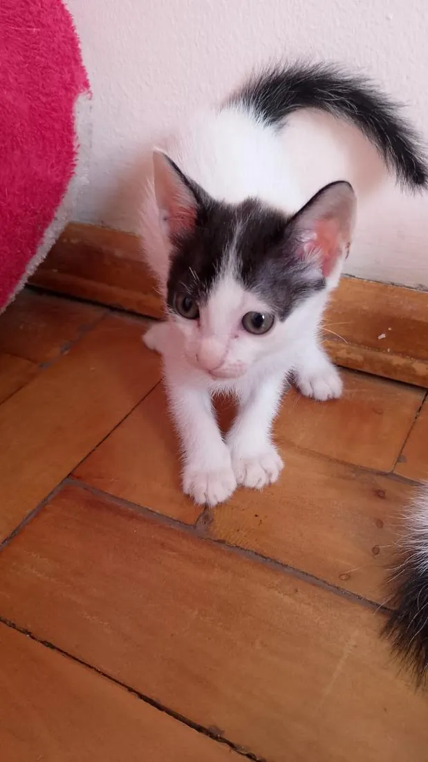 Gato raça SRD-ViraLata idade 2 a 6 meses nome sem nome ainda 