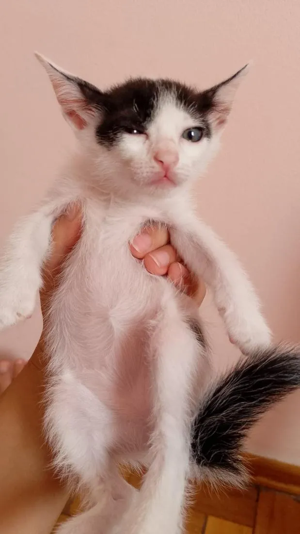 Gato raça SRD-ViraLata idade 2 a 6 meses nome sem nome ainda 