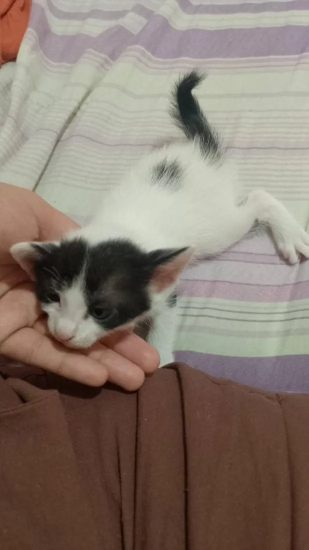 Gato raça SRD-ViraLata idade 2 a 6 meses nome sem nome ainda 